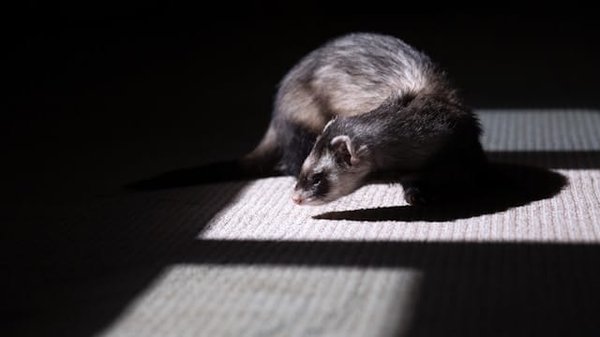 Quelle est la meilleure méthode pour enseigner la propreté à un furet de compagnie?